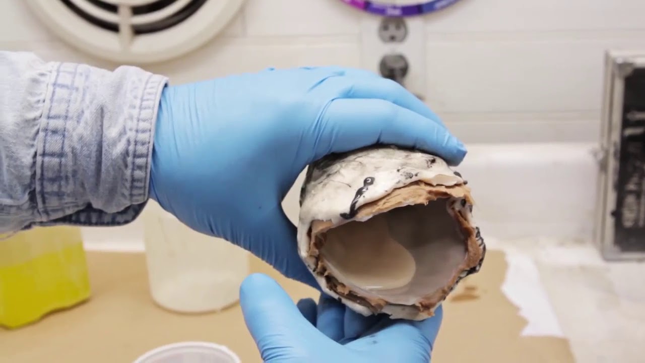 Casting a Fish Head - Innovative Polymers 30 30