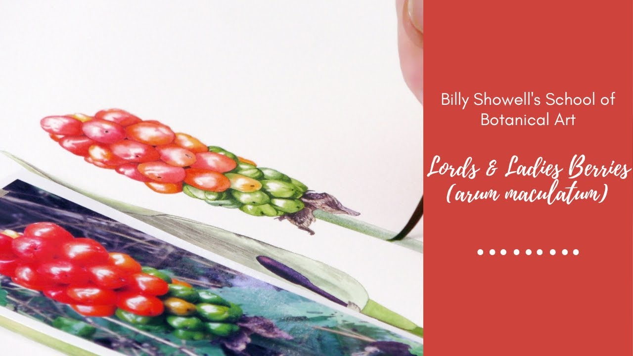 Lords & Ladies Berries (arum maculatum) - Preview with Billy Showell ⎮Watercolour Beautiful