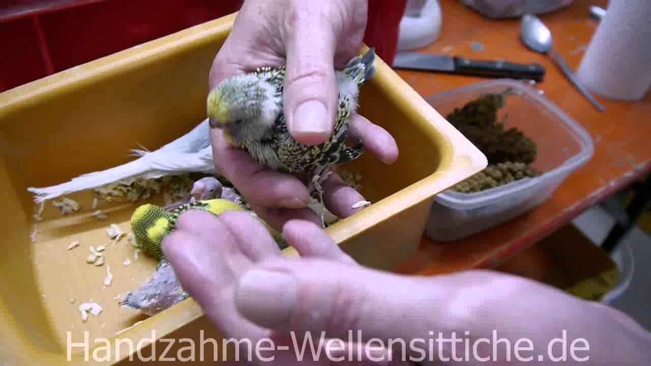 Handzahme Wellensittiche..... So sieht meine Zuchtart aus....
