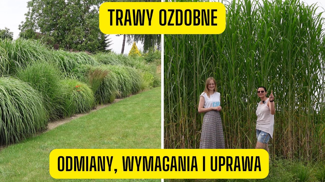 Rzadkie trawy ozdobne – wymagania, uprawa i ciekawostki (wizyta w szkółce Daglezja Ryki)