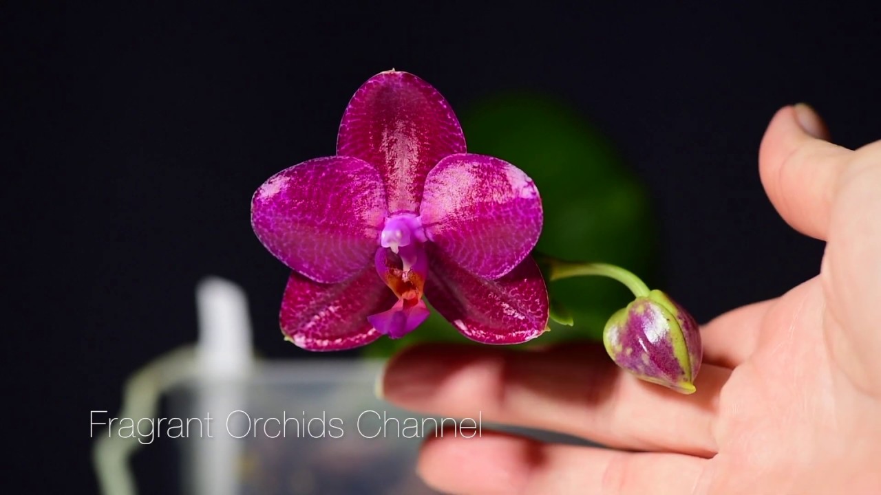 Fragrant orchid Phalaenopsis  Мituo King ' BIG PINK'  AM/AOS. First bloom.