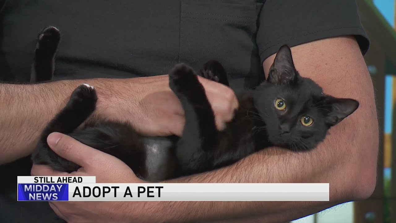 Adopt-A-Pet:  Tree House Humane Society