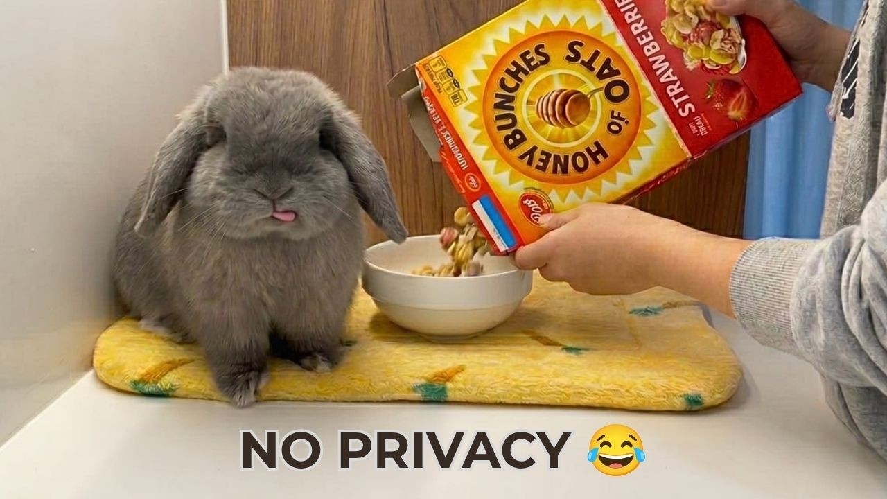 What Mornings Are Really Like With Rabbits