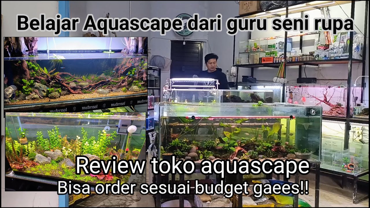 Review toko aquacape di sentra ikan hias pasar atas Cimahi dijamin murah!