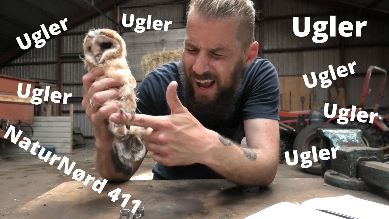 NaturNørd 411. Slørugle unger i alle redekasser !!!