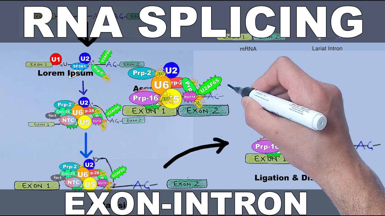 RNA Splicing Mechanism