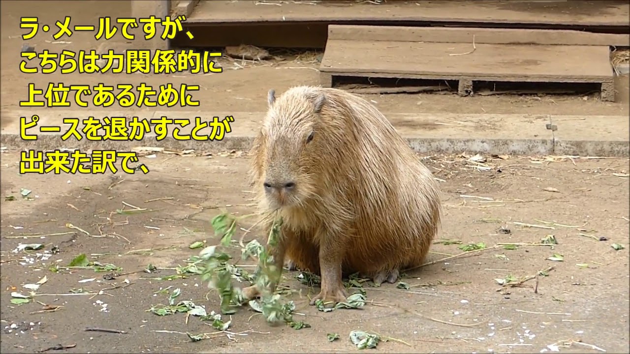 2019 09 08　ピースとラ・メールの力関係　～大宮公園小動物園のカピバラ～