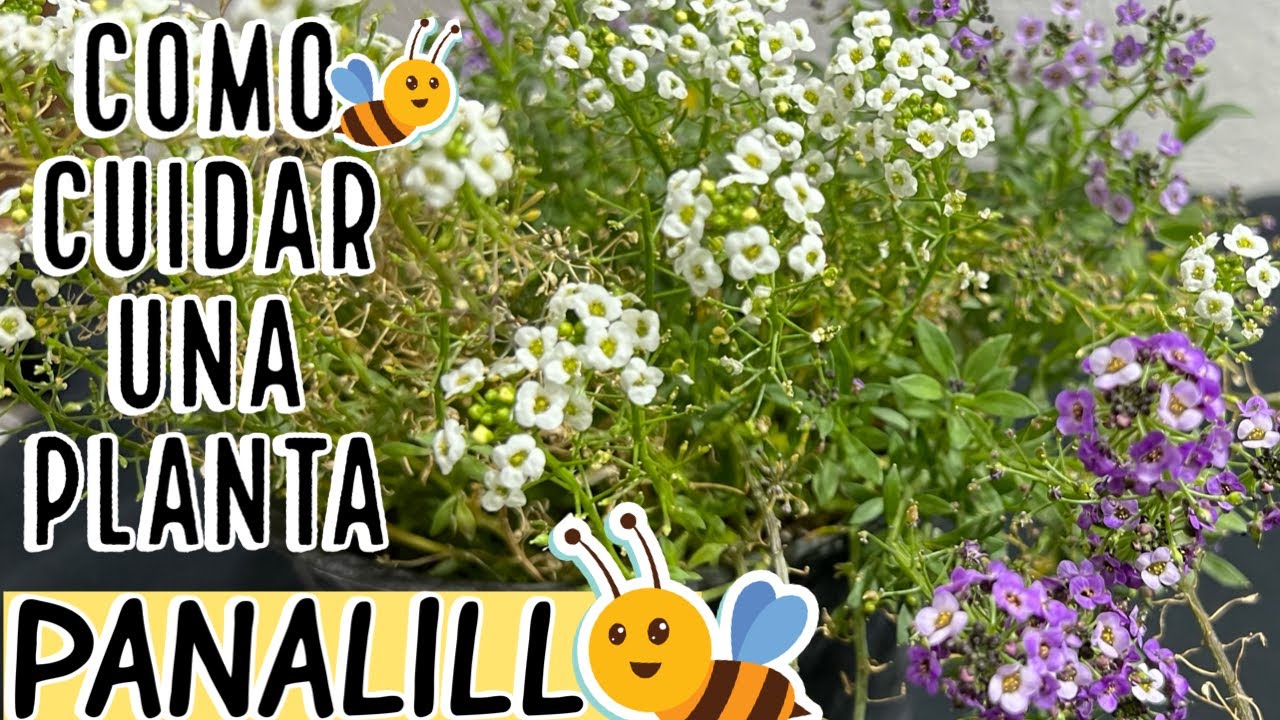 Planta PANALILLO sigue estos consejos y se llenarán de FLORES  || Lithospermum distichum