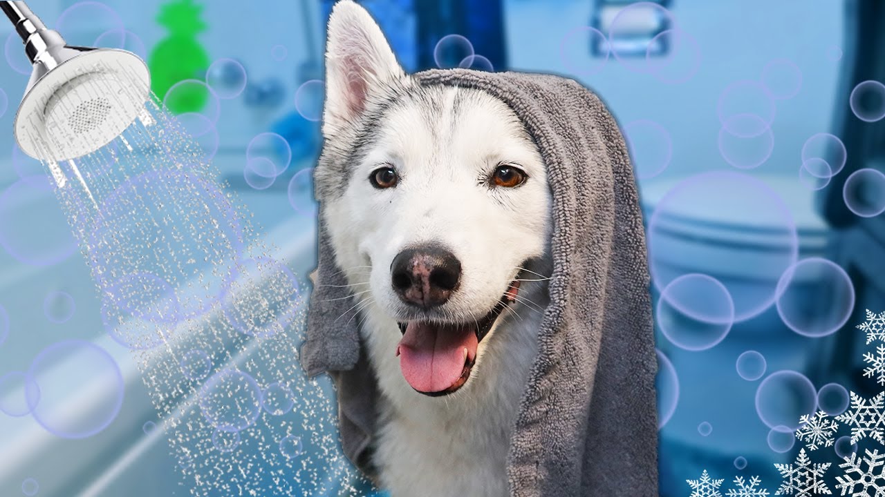 Husky Gets a Spa Day Bath and SHINES | Bath Time Challenge