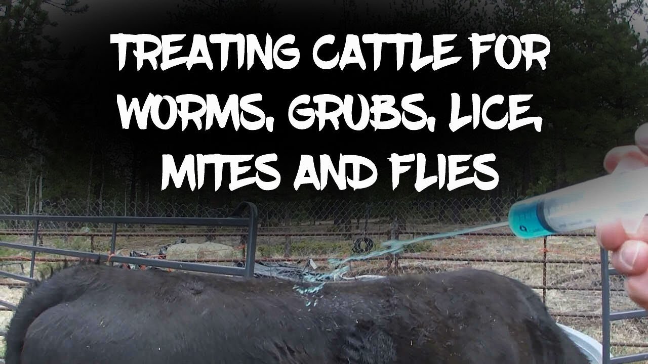Treating cattle with Ivermectin pour-on.