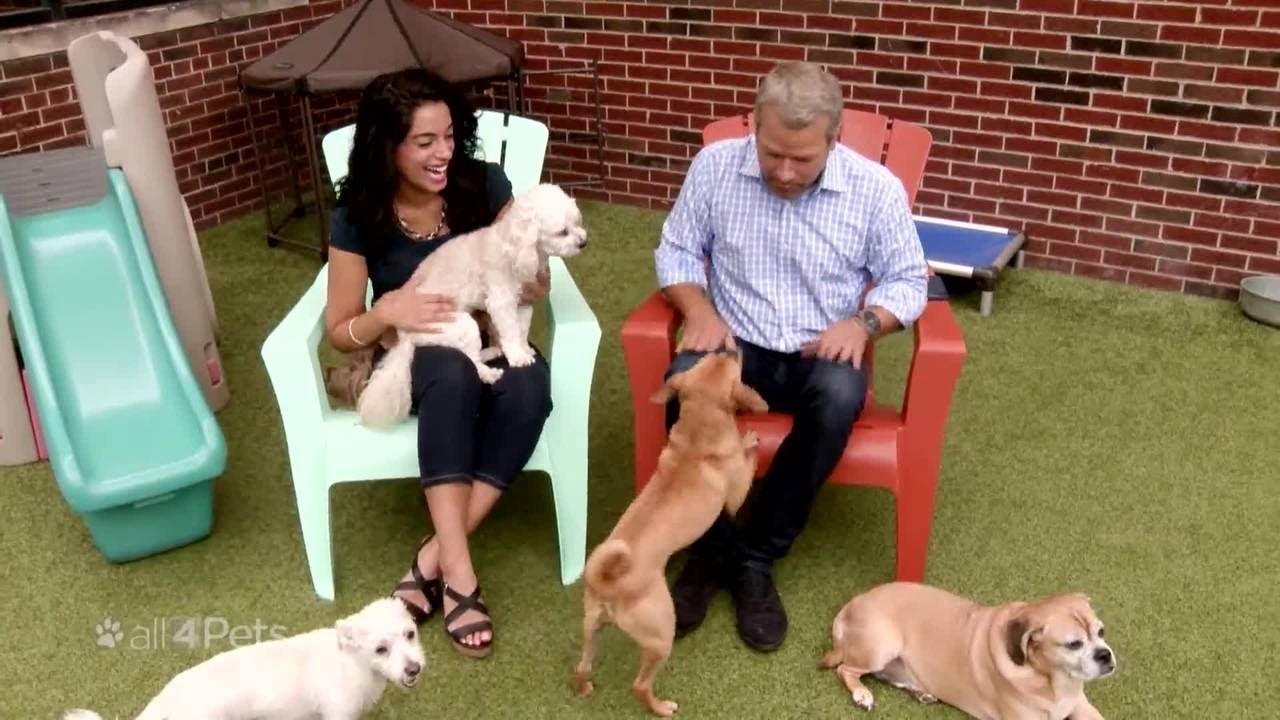 All 4 Pets special