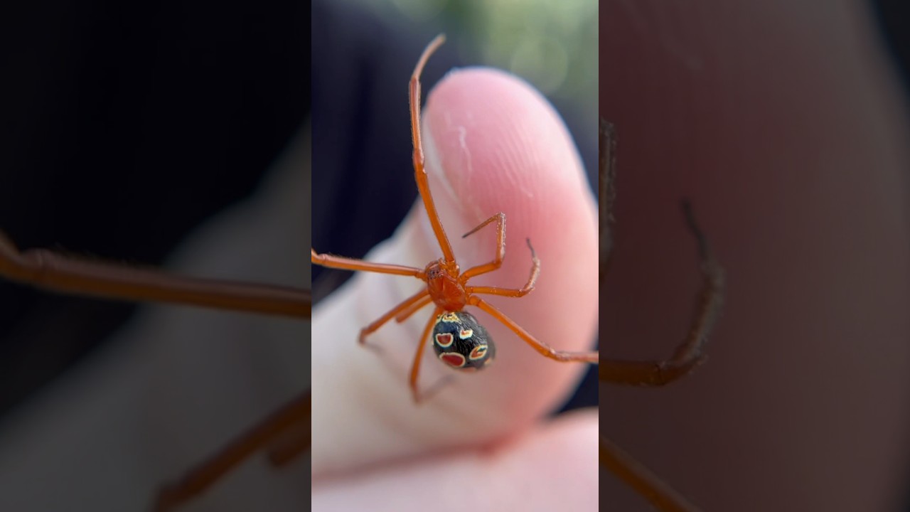 Handling A VENOMOUS RED WIDOW! #spider #spiders