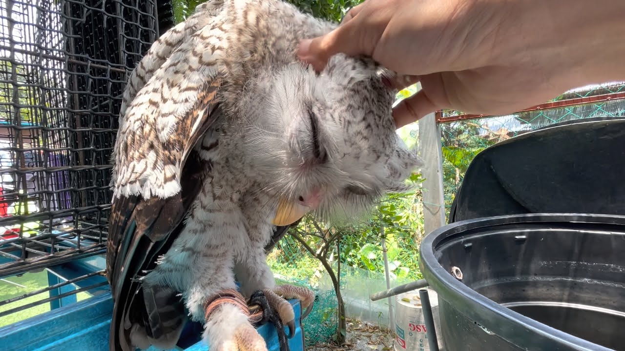 How To Make Friends with Malay Eagle Owl | Cara Menjinakkan Burung Hantu