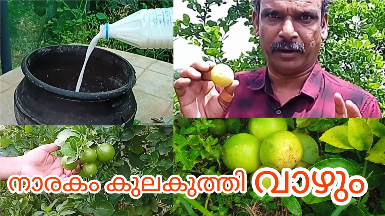 ഈ നിസാര വളം മതി നാരകം പൊട്ടിച്ച് മടുക്കും limekerala #lemon_farming_malayalam
