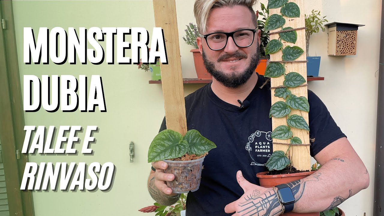 MONSTERA DUBIA: Propagazione (talea) e Rinvaso + Risultato finale