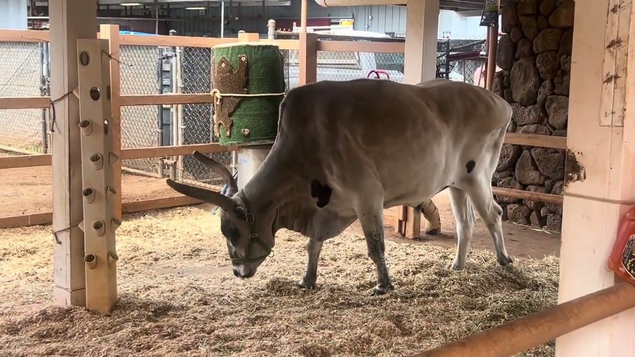 Honolulu Zoo’s Keiki Zoo