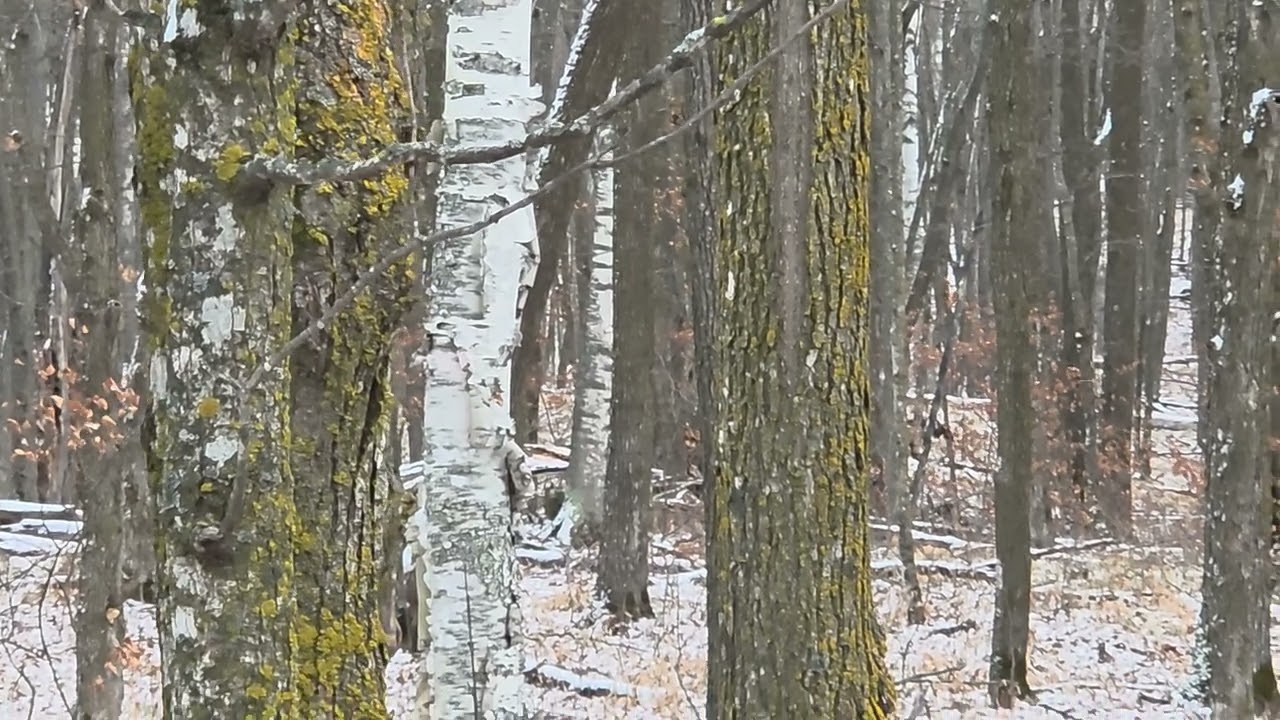 Eastern Wolf spotted 350 yards NE of Game Warden's house off eleven mile road - Deer River MN