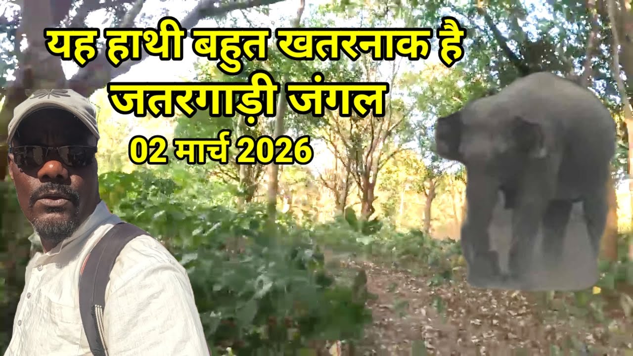 यह हाथी बहुत खतरनाक है//जतरगडी जंगल 