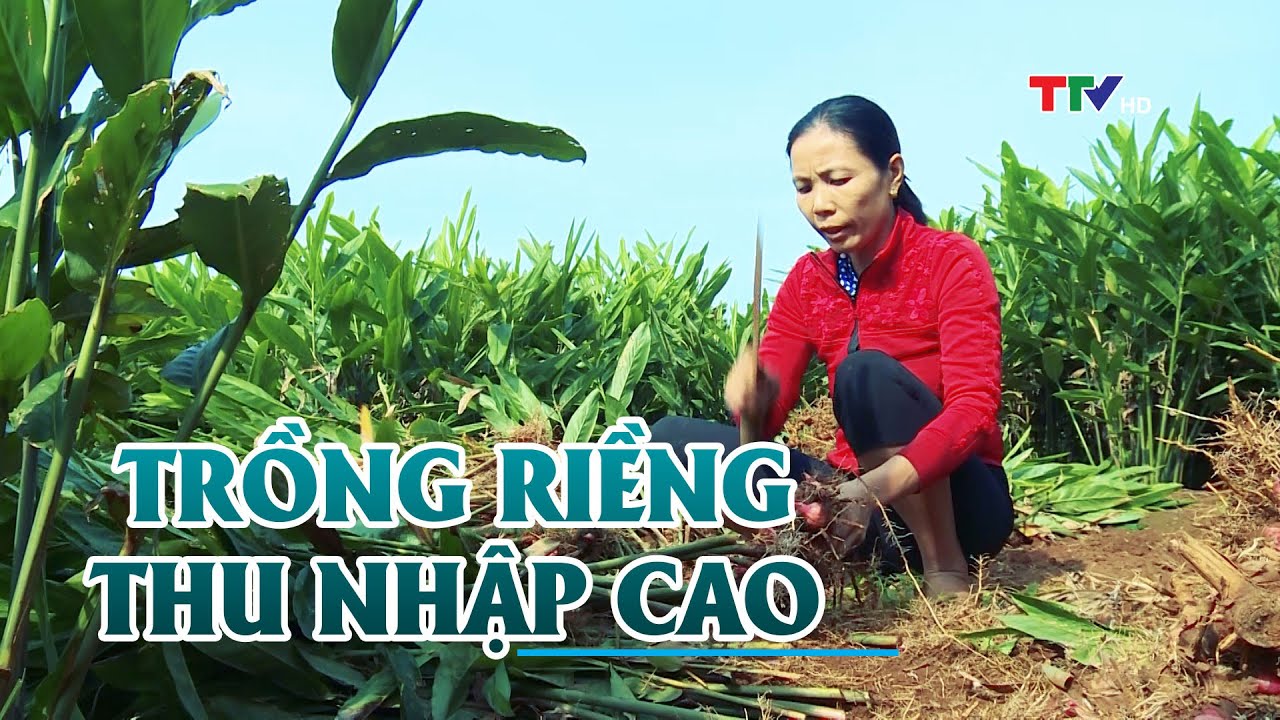 Mô hình trồng riềng cho lợi nhuận trên 200 triệu/1 ha