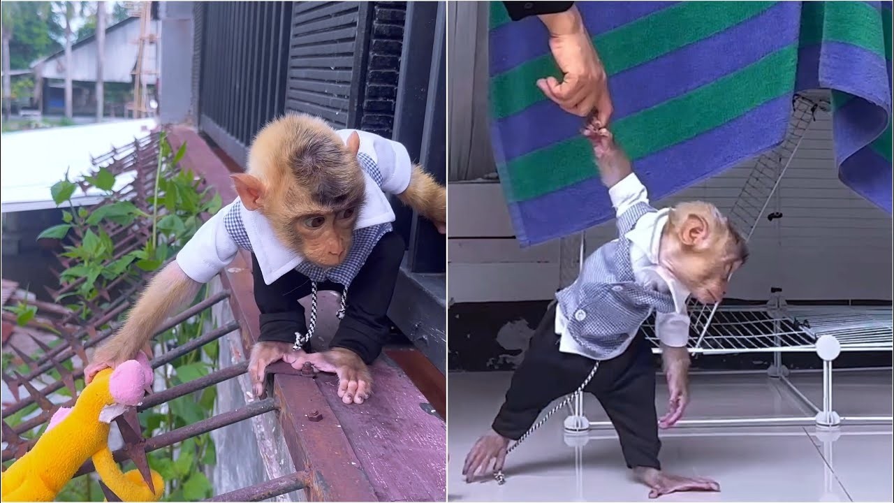 Alpha looks for Mommy who is taking care of Baby Monkey Dino to get his doll that is stuck