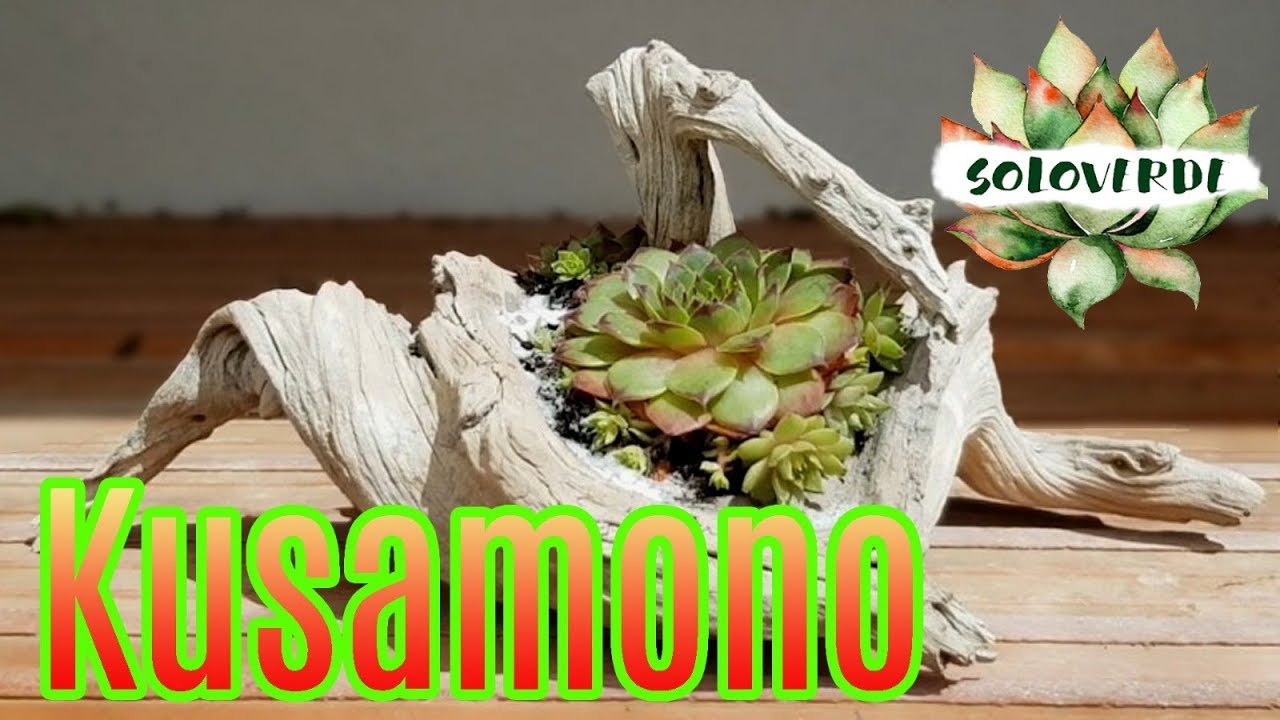Kusamono soloverde - Sempervivum