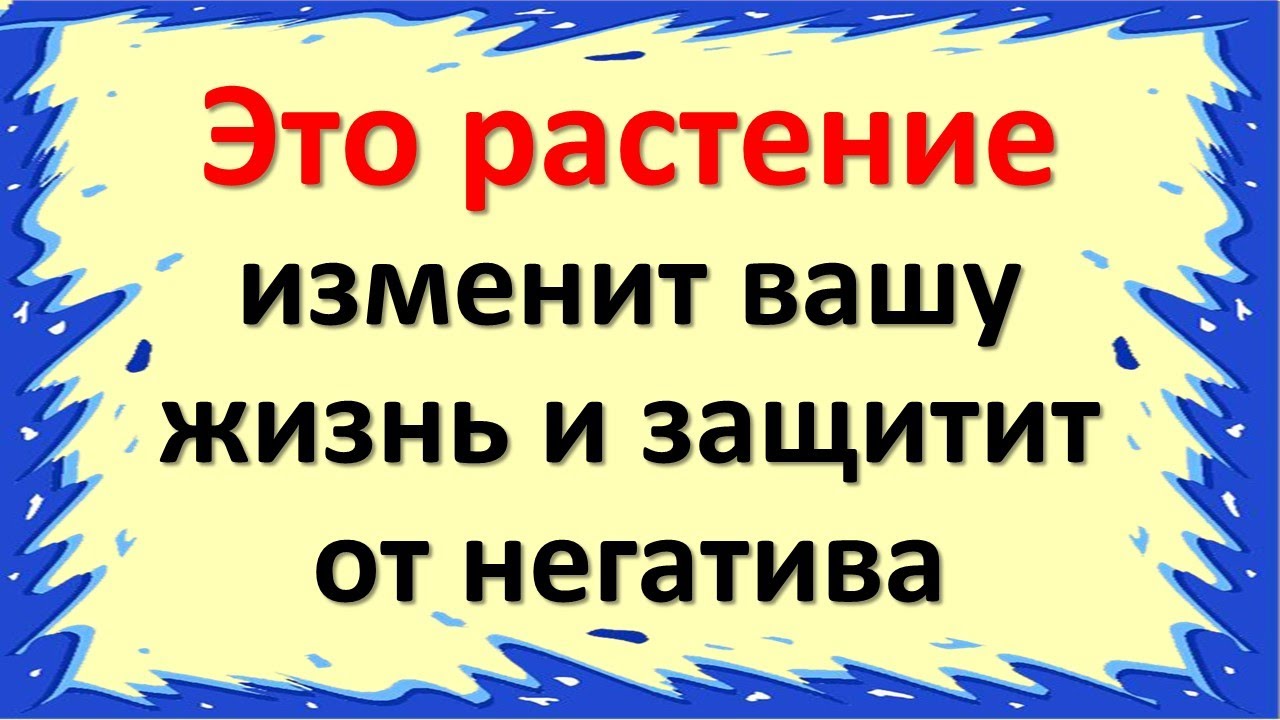 Это растение изменит вашу жизнь в лучшую сторону и защитить от негатива Вас и Ваш дом