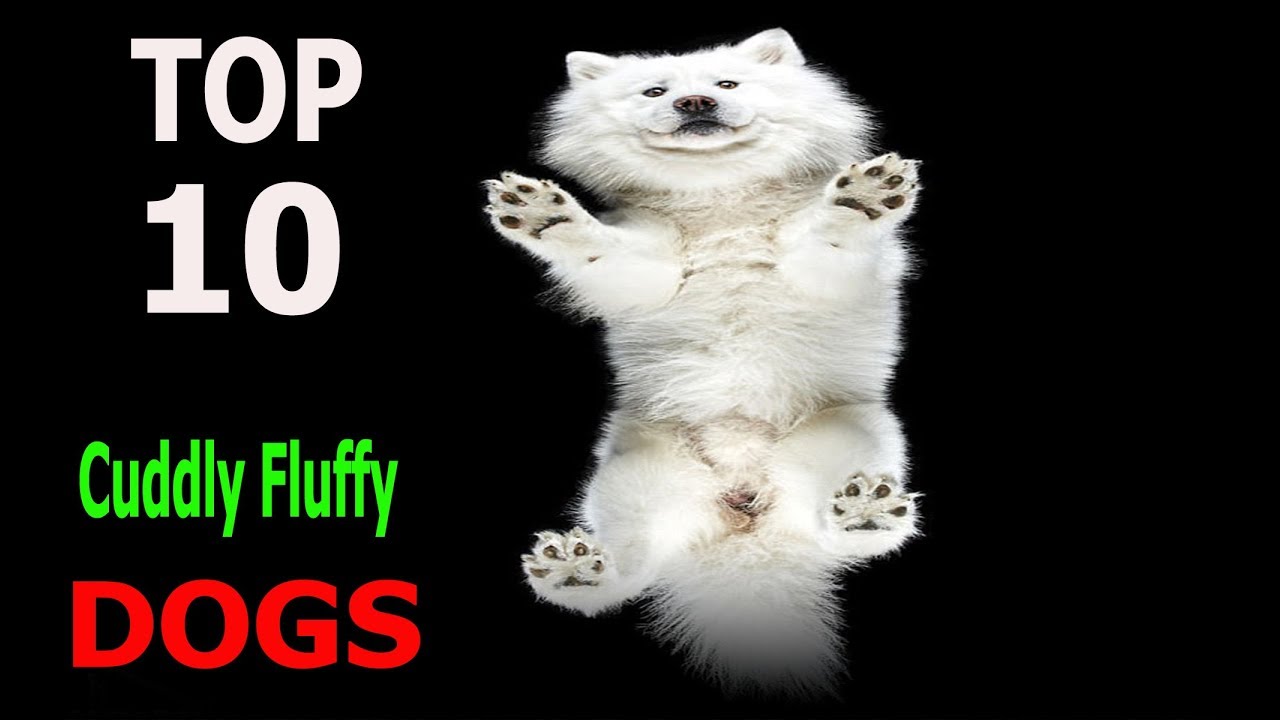 Top 10 Cuddly Fluffy Dog Breeds | Top 10 animals