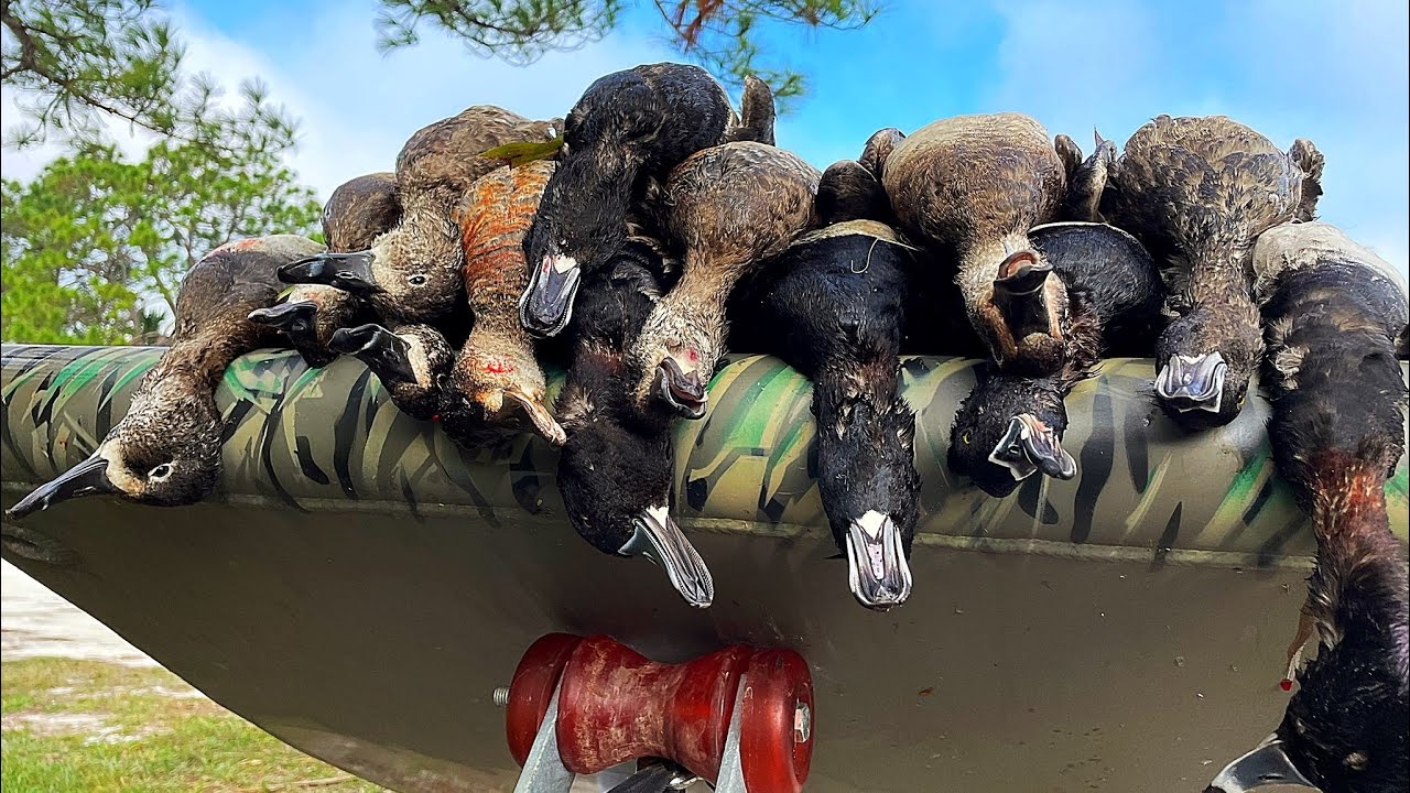 A Florida Duck Hunt: Ringnecks In The Fog
