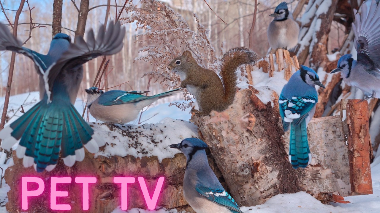 NAUGHTY SQUIRRELS & BLUE JAYS for Pets to Enjoy 😻 8 Hours of Nature Action (Cat TV • Dog TV)