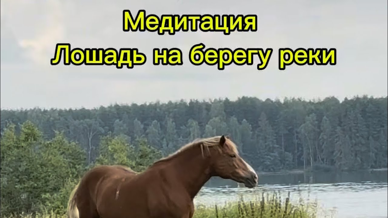 Meditation 🐴#романтика #лошадь #осел #баран #медитация #horses #donkey #villagevlog #cavalo #घोड़ा 