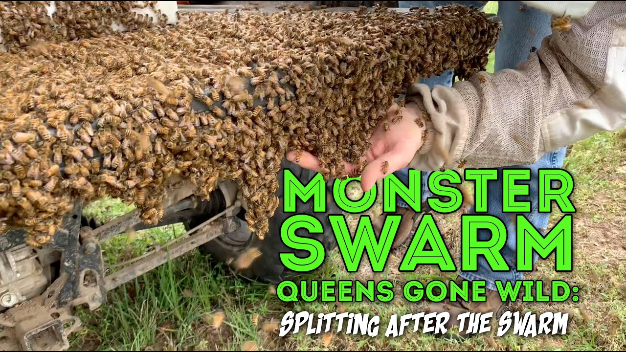 Part 2: Monster Swarm Queens Gone Wild: Splitting after the Swarm