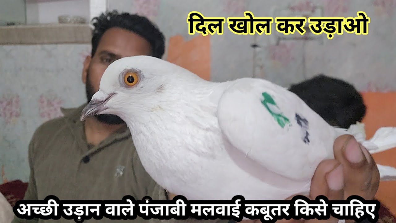 Achi udan wale Punjabi malwai kabutar kise chahiye ,,9888150785