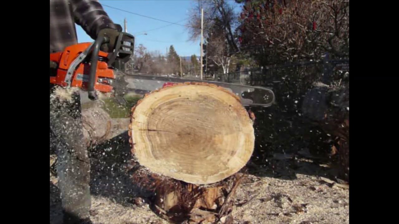 Husqvarna 357xp BIGBORE With The 