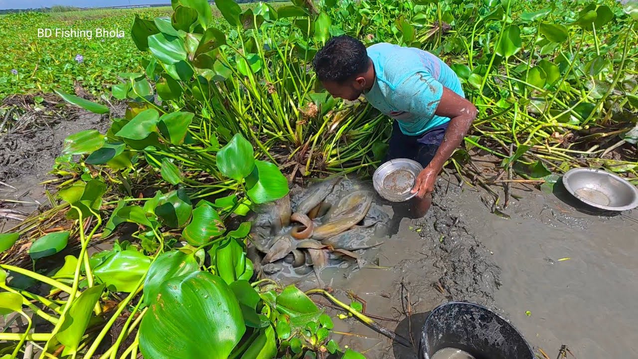 নদীর মাঝে ডুবা চরে কচুরিপানায় চাপা পড়া ডোবা শুকিয়ে দেশি মাছ ধরা||Amazing Fishing Video 