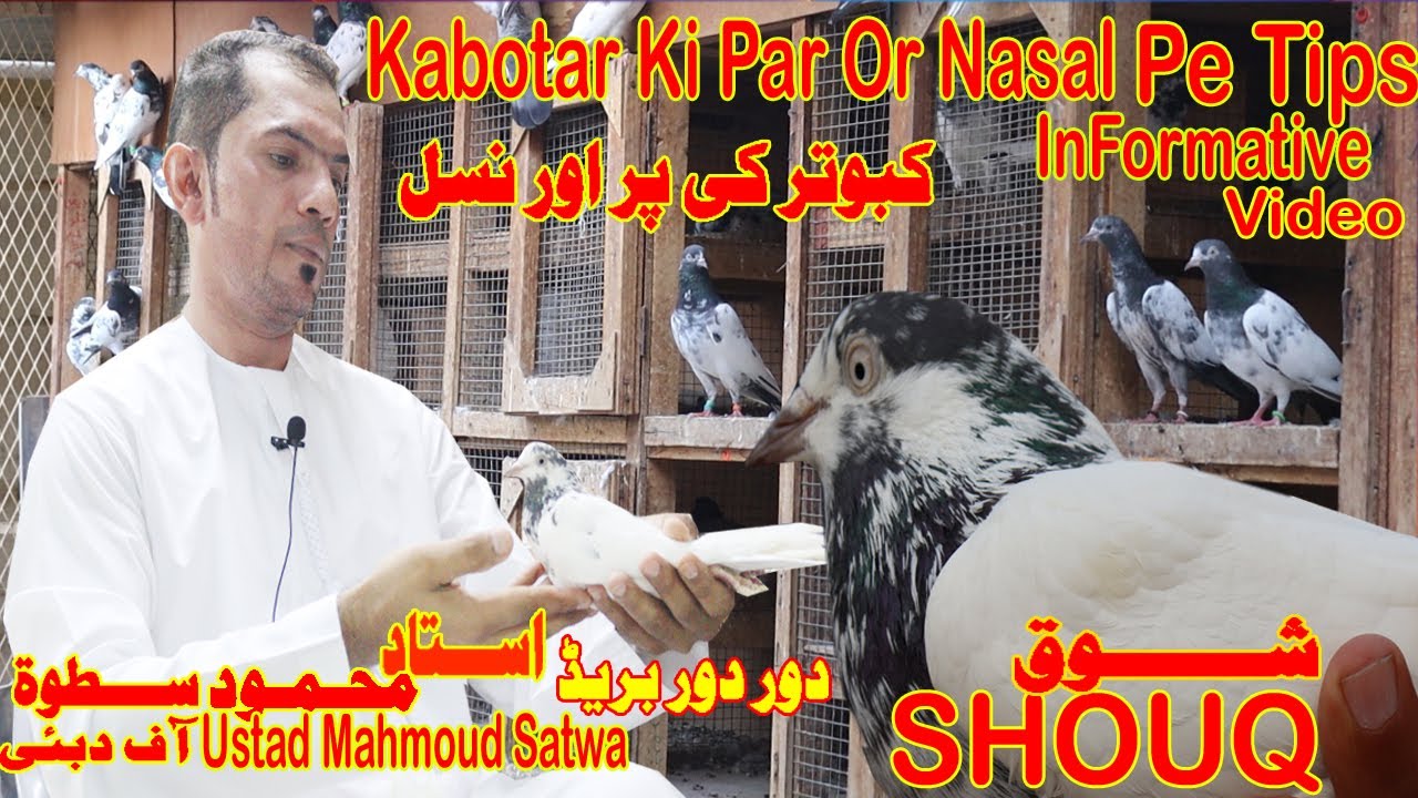 Ustad Mahmoud Satwa|Shouq|Dawr Dawr|Kabotar Ki Par Or Nasal Pe Tips|Info|شوق مع الاستاذ محمود سطوة