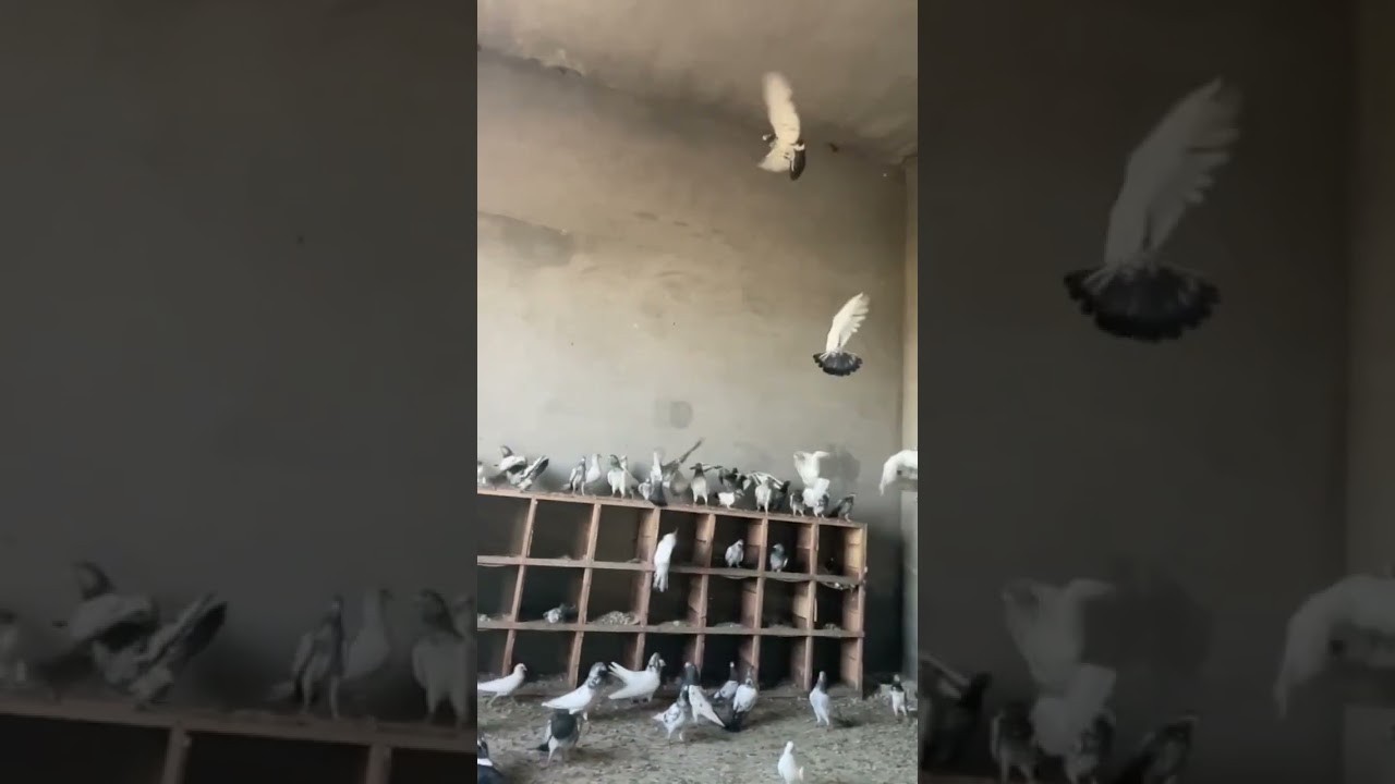 #shorts#kabootarbazi #breedingsetup#pigeon#pakistan#pigeonstips#goldenkabootar#teddykabootar#2023