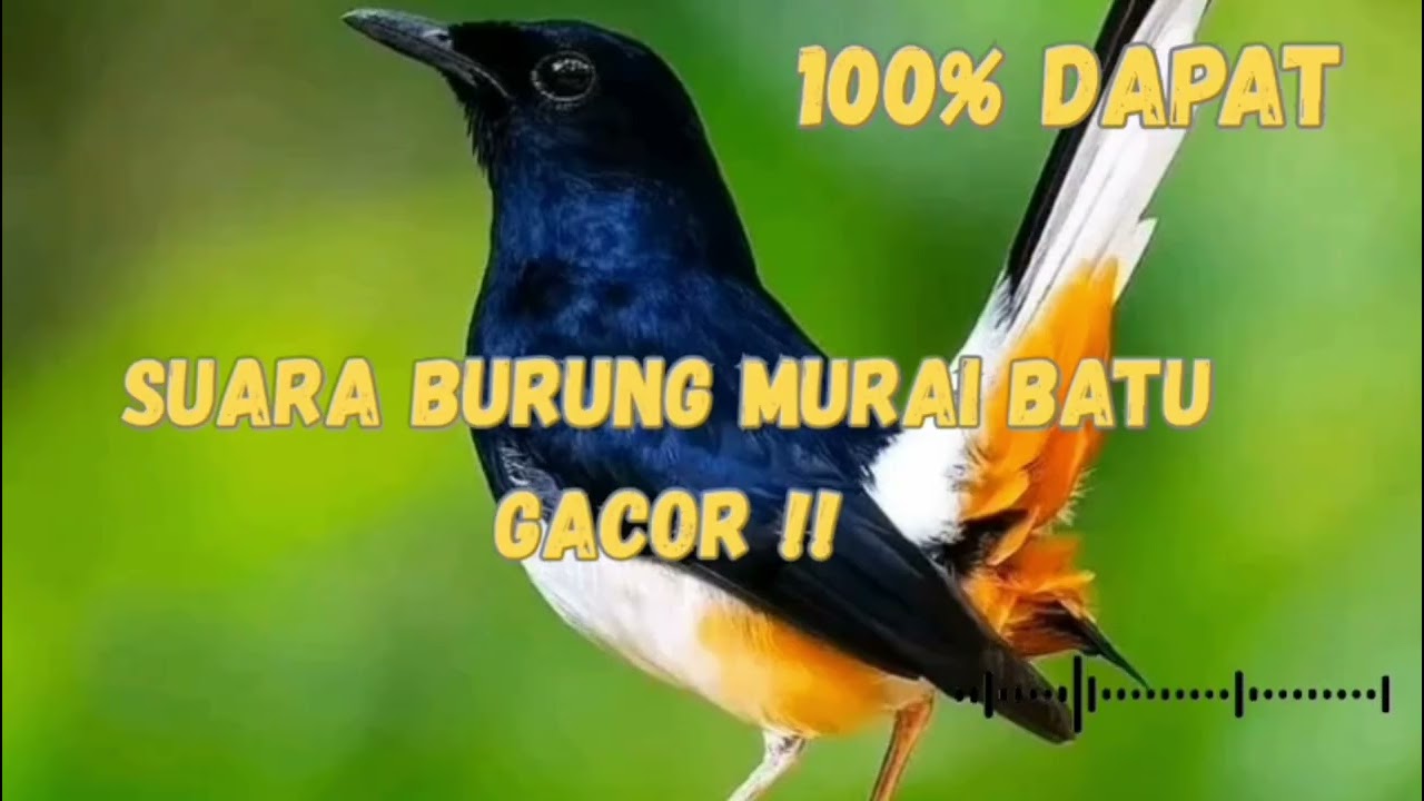 Murai Batu Gacor Panjang 🔥 Suara Merdu Bikin Tenang