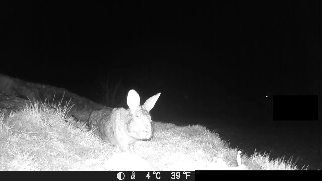 Rabbits on Skye asmr Feb 2026