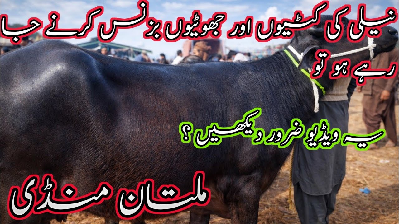 Today Multan jotian Cross-able Jotian Kattian Buffalo/Farming jotian Latest fresh update/Nali Ravi