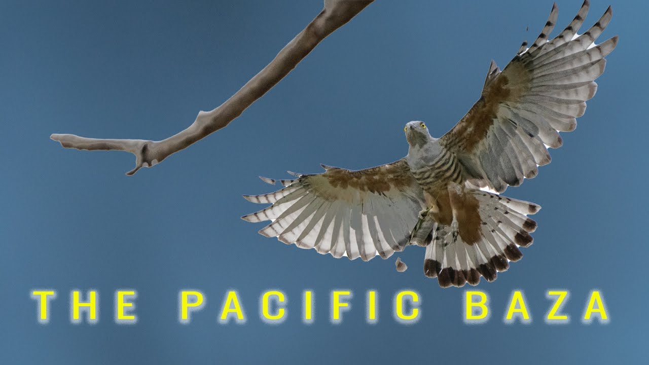 The Pacific baza Australia😮