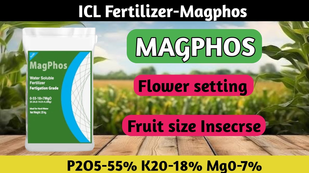 ICL Magphos 00.55.18+7MgO fertilizer | icl mag phos | Pikacid technology