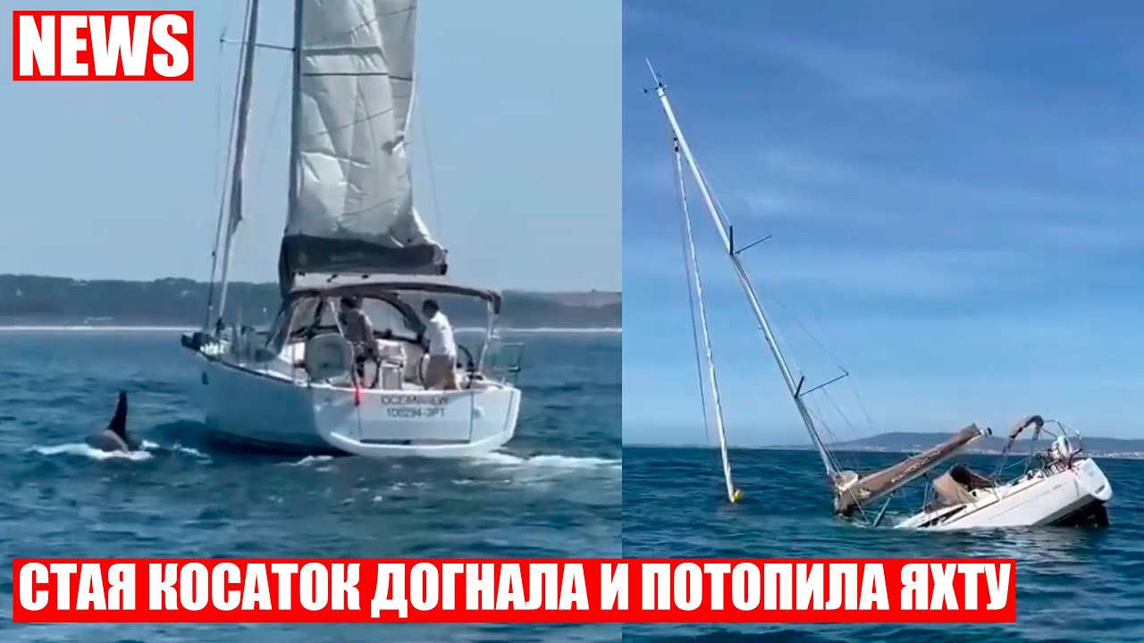 Косатки потопили туристическую яхту у берегов Португалии
