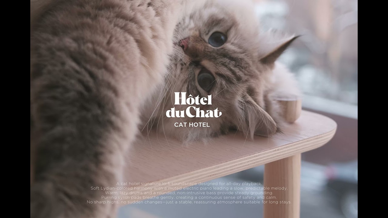 Relaxed Cat February Calm1 | Hôtel du Chat