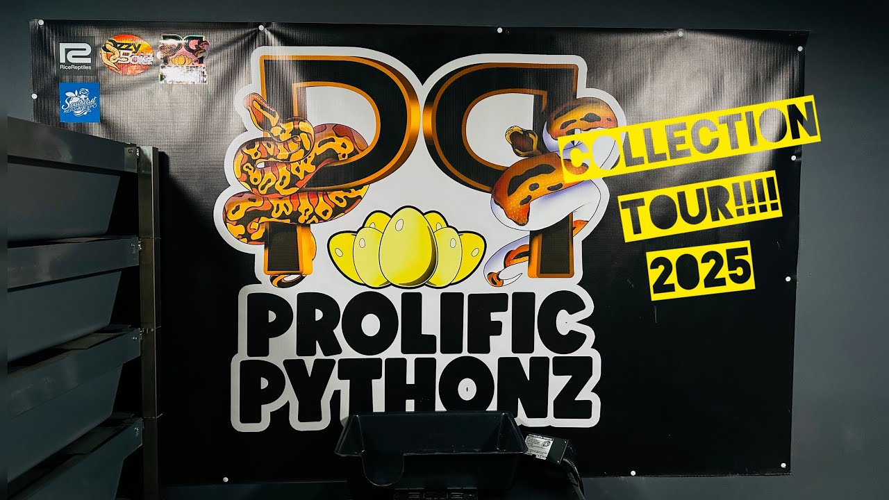Our Entire Ball Python Breeding Collection!!!(2025)