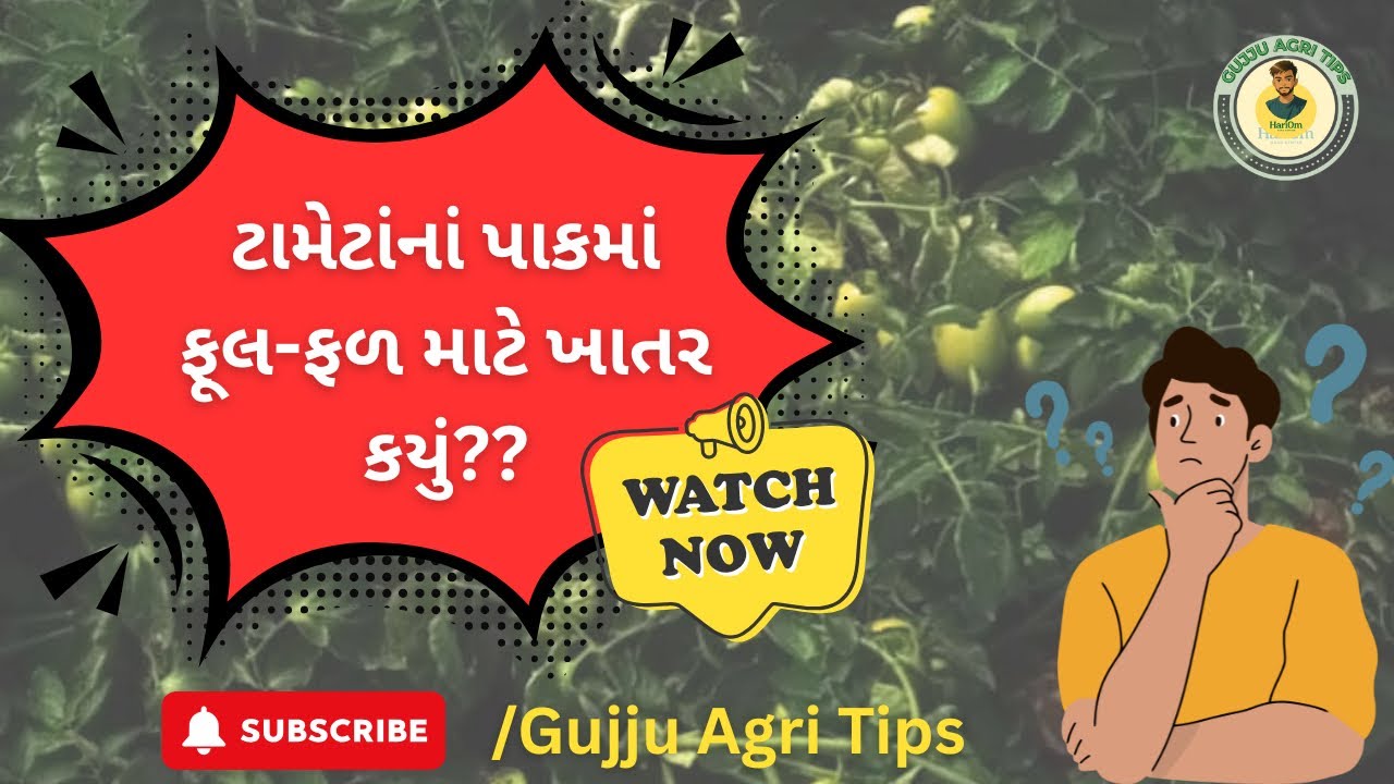 ટામેટાંનાં પાકમાં ફૂલ-ફળ માટે કયું ખાતર આપવું?|Tamato Farming. #farmingtips 