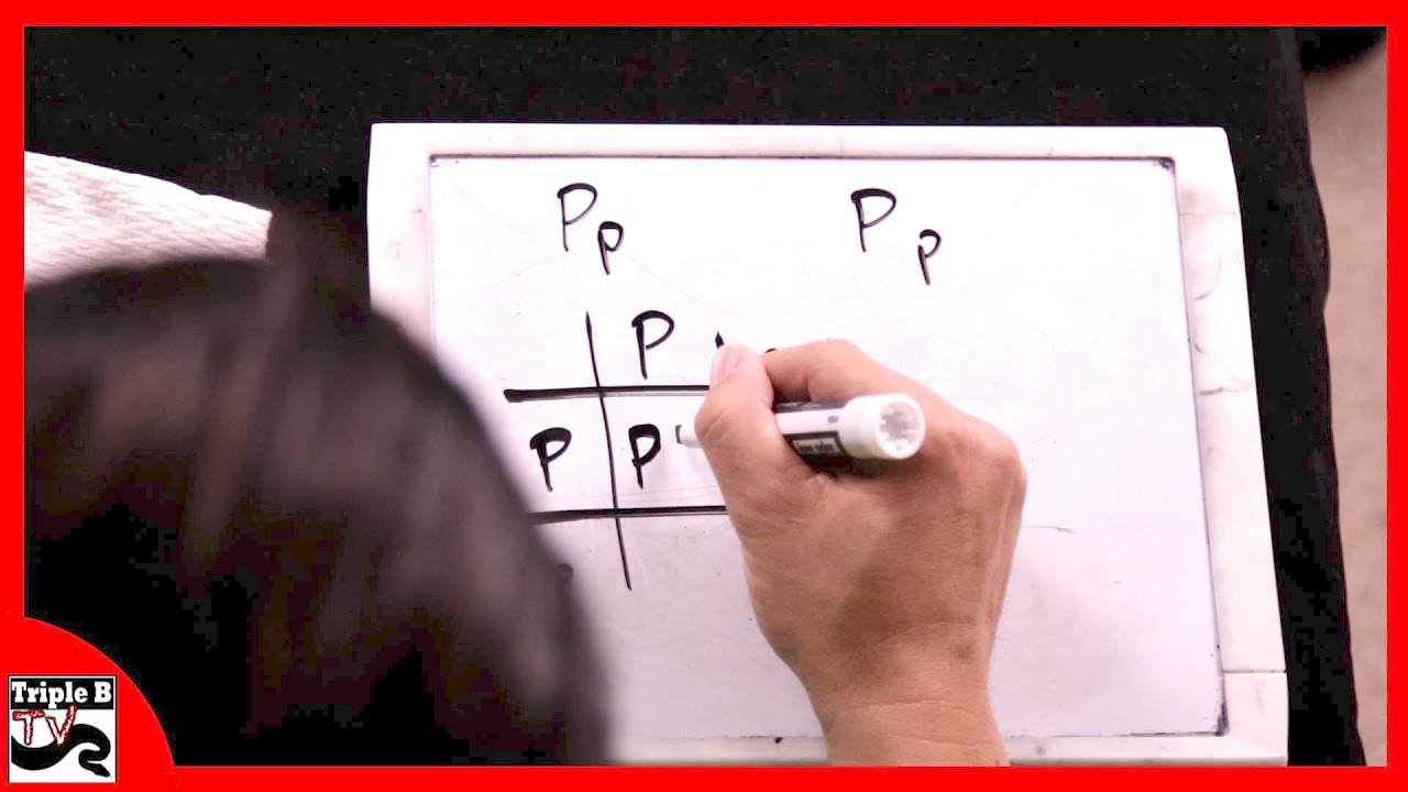 Punnett Squares : Triple B TV - Ep.73
