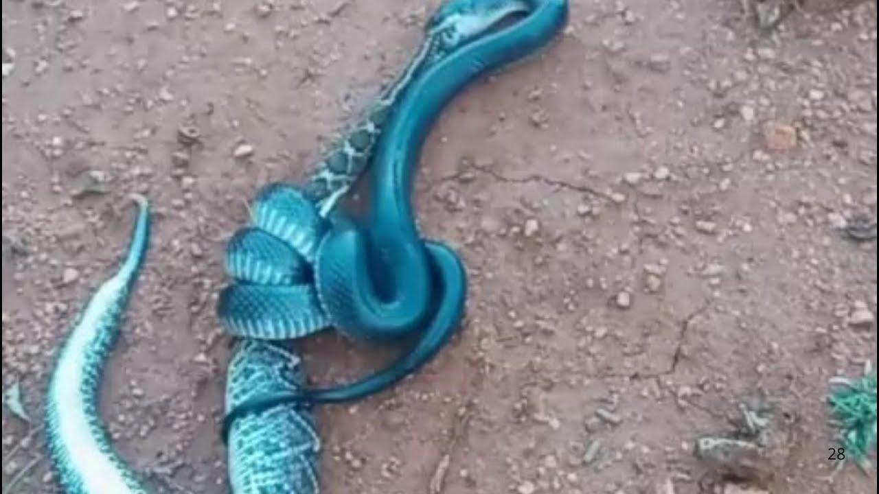 IMAGENS DA CULTURA DO NORDESTE