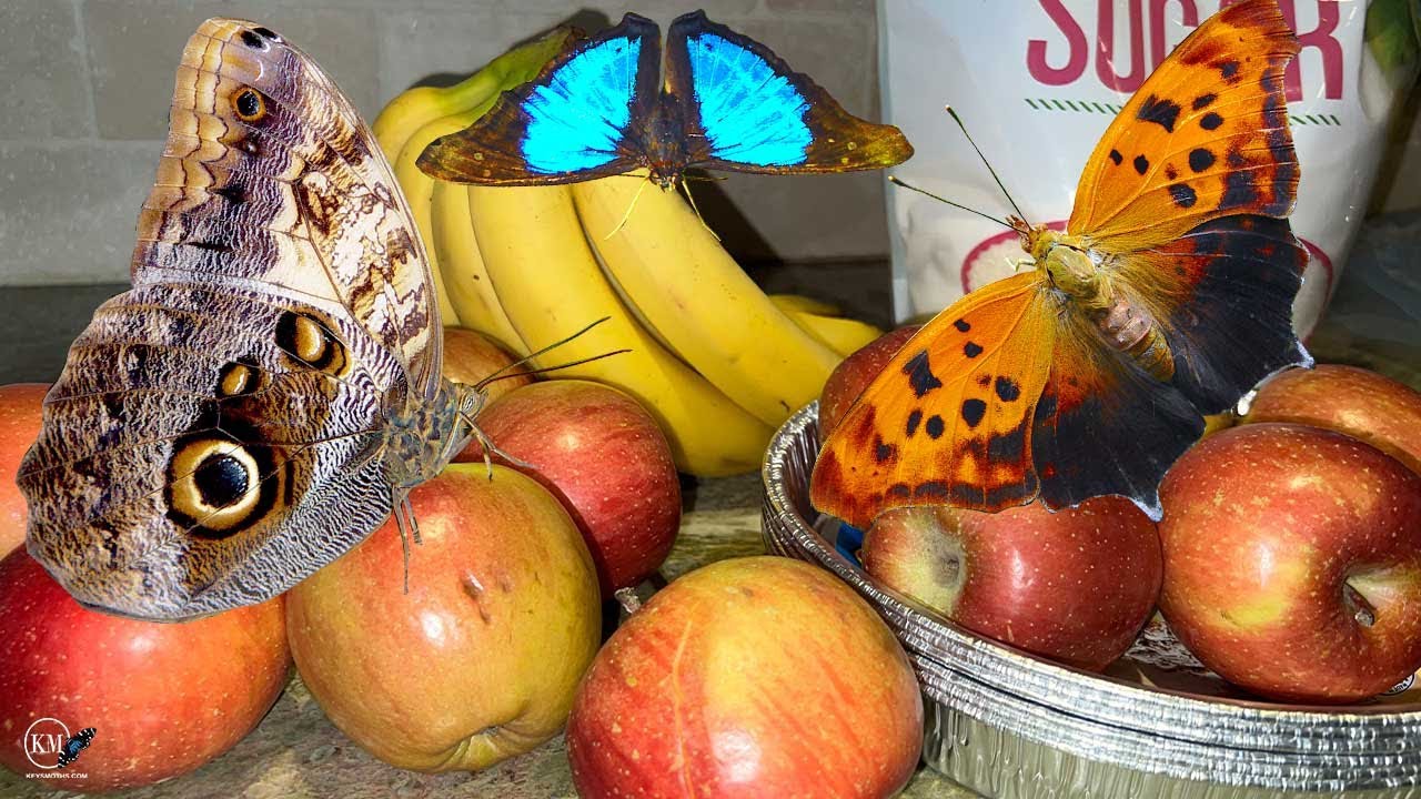 BAITING FOR BUTTERFLIES   RECIPE # 1   