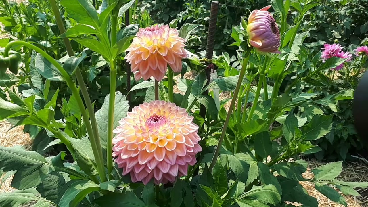 Tour of Murray's dahlia garden Part 3