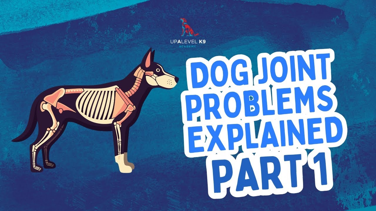 Dog Joint Problems Explained: Hip Dysplasia